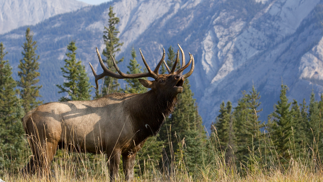 Illustration for article titled 7 Ways A Single Riled-Up Elk Could Completely Reshape This Election Before November